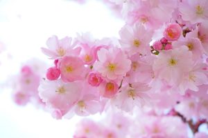 Japanese cherry trees 324175
