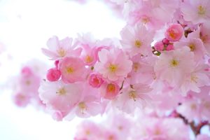 Japanese Cherry Trees 324175