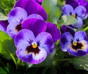 Pansy 327188