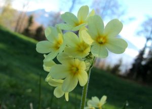 Spring flower 342609 1920