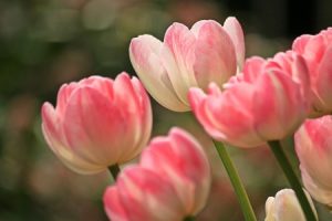 Tulips 1134103