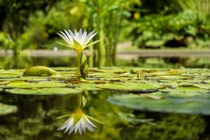 Water lily 1857350