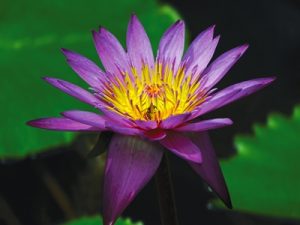 Water Lily 375307